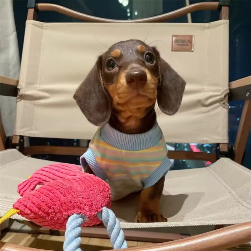 Dachshund Shirt mit Streifen