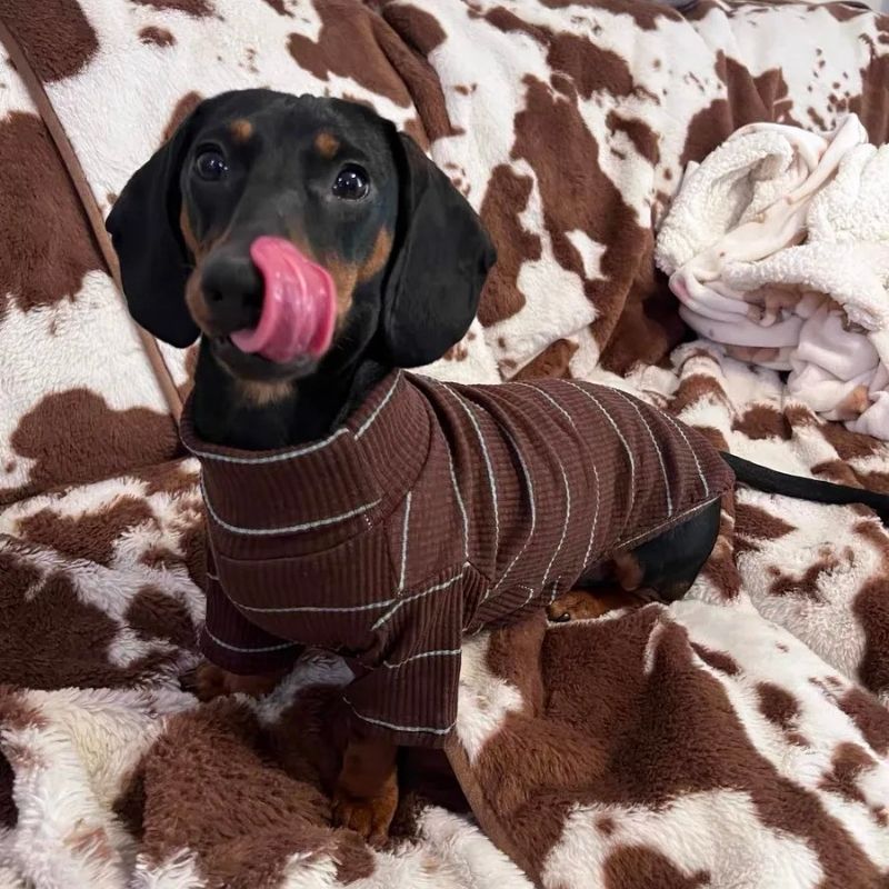 Dachshund geripptes Shirt in Kakao
