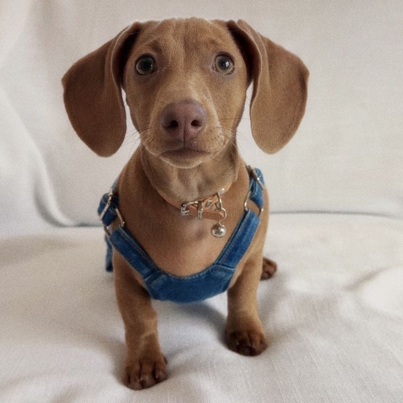 Dachshund Jeans Latzhose
