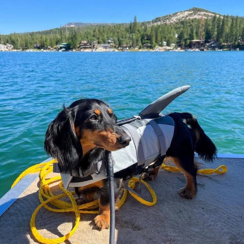 Mermaid & Shark Life Jackets