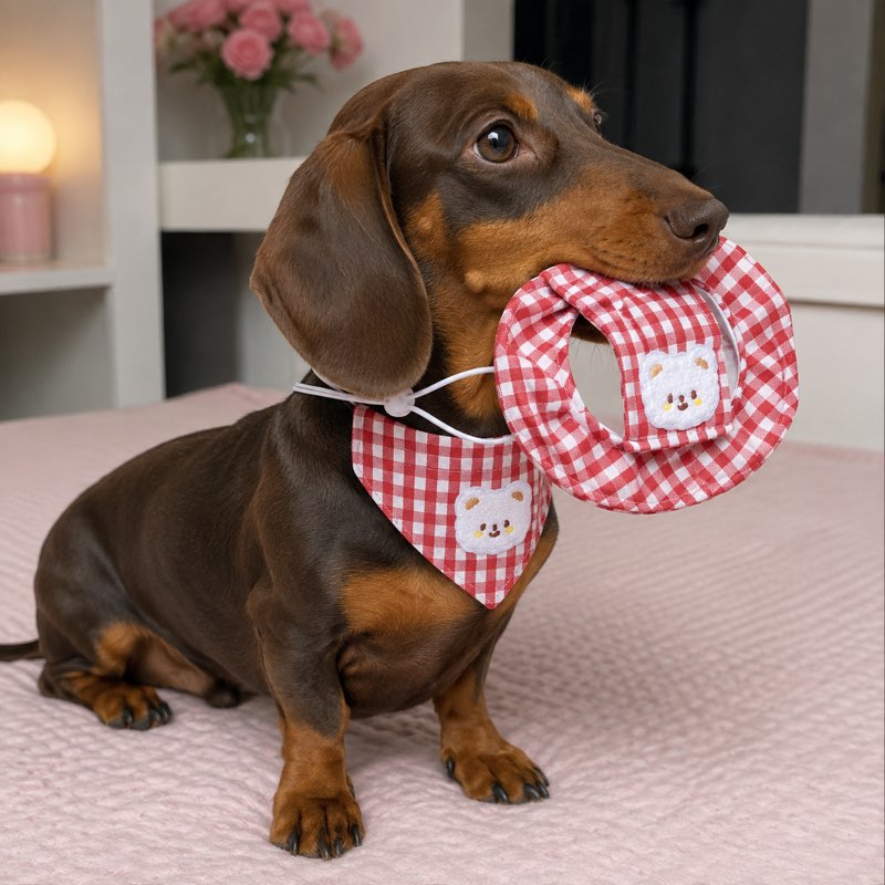 Dachshund holding the red plaid sun hat while wearing the bandana