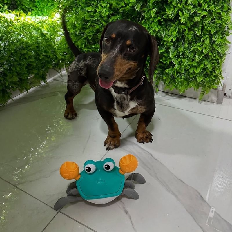 Running Crab Dachshund Toy
