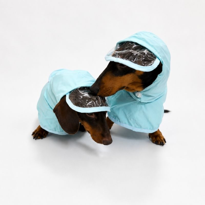 Blue Dachshund Raincoat