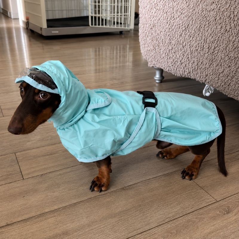 Blue Dachshund Raincoat