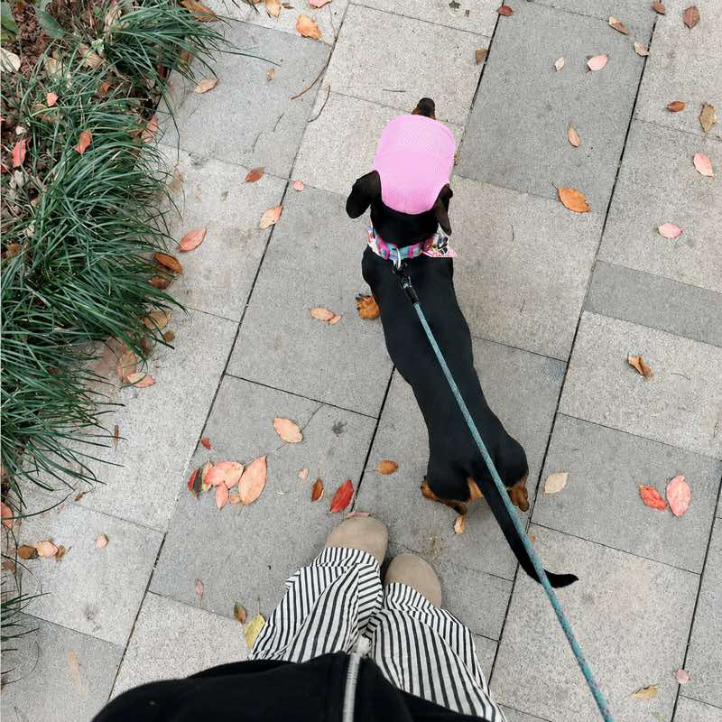 Breathable Mesh Dachshund Sun Hat