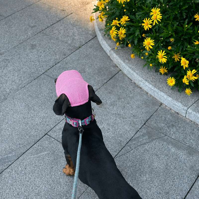 Breathable Mesh Dachshund Sun Hat