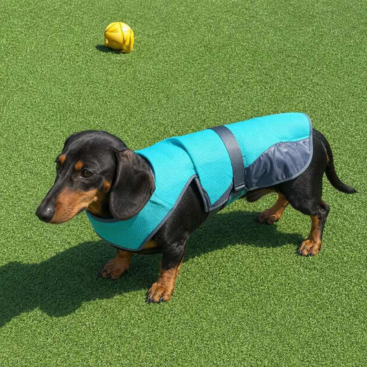 Dachshund wearing the Chill Out Cooling Vest on a sunny walk