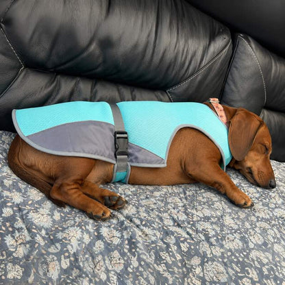 Dachshund cooling off in the Chill Out Vest on hot pavement