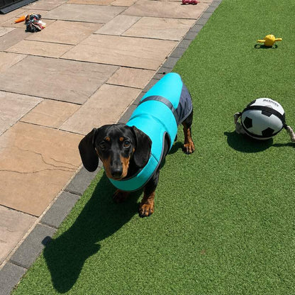 Dachshund relaxing outdoors in the Chill Out Vest