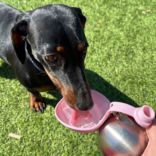 Dachshund ChillSip Water Bottle