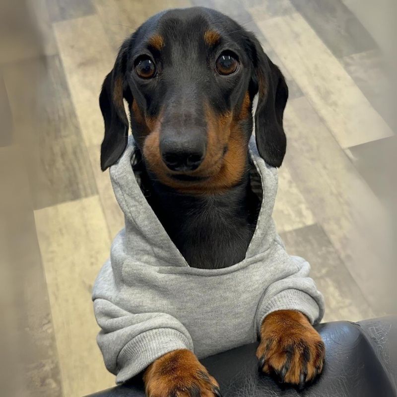 Klassischer Dackel Hoodie