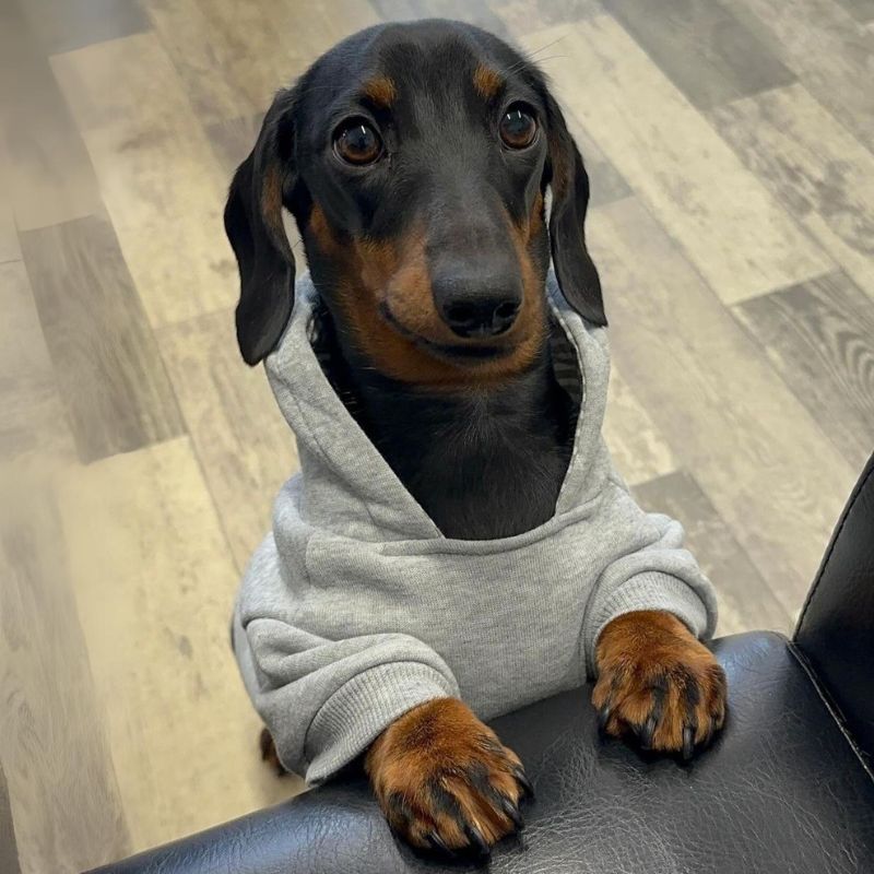 Klassischer Dackel Hoodie