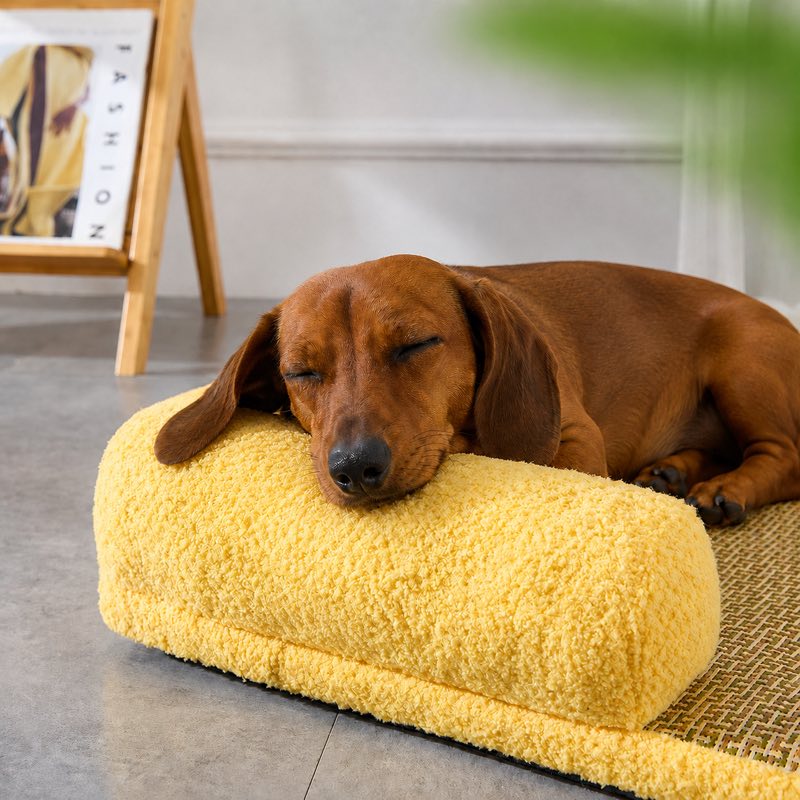 Dachshund sleeping on the yellow bolster pillow