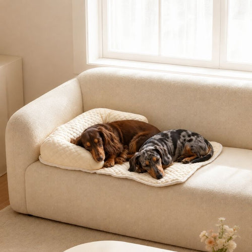 Cooling Summer Dachshund Sofa