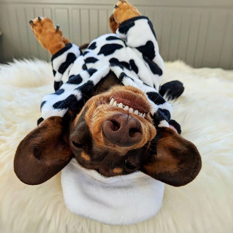 Cow Dachshund Costume