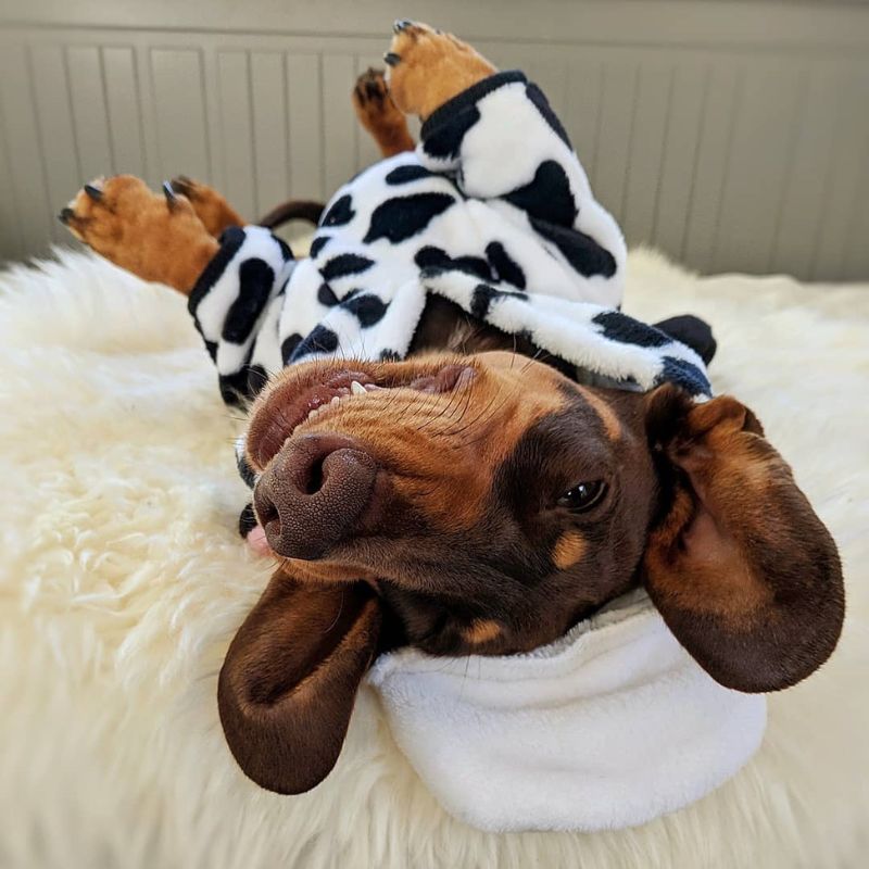 Cow Dachshund Costume