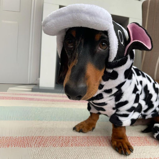 Cow Dachshund Costume