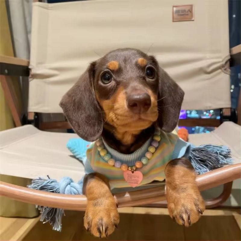 Dachshund Shirt mit Streifen