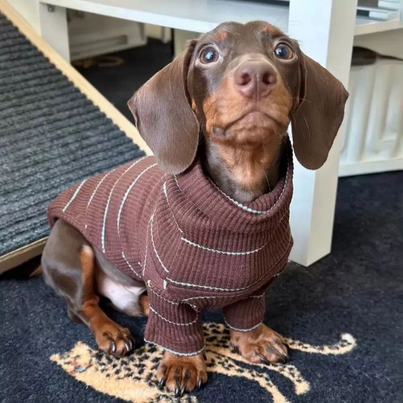 Dachshund geripptes Shirt in Kakao