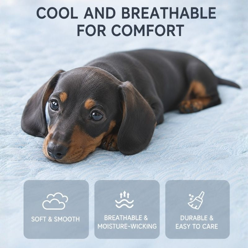 Dachshund puppy resting on the cooling nest bed, cool and breathable
