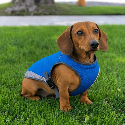 Dachshund wearing Blue Dachshund Cooling Vest outdoors