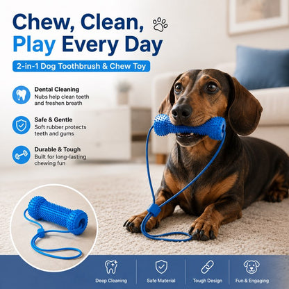 Dachshund chewing the blue dental chew stick