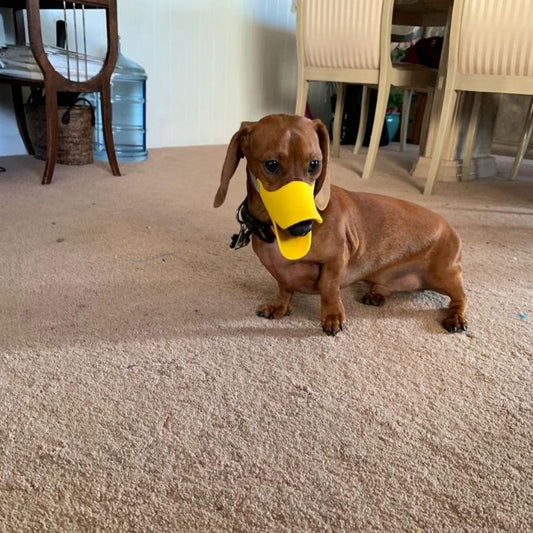 Dachshund Dog Muzzle