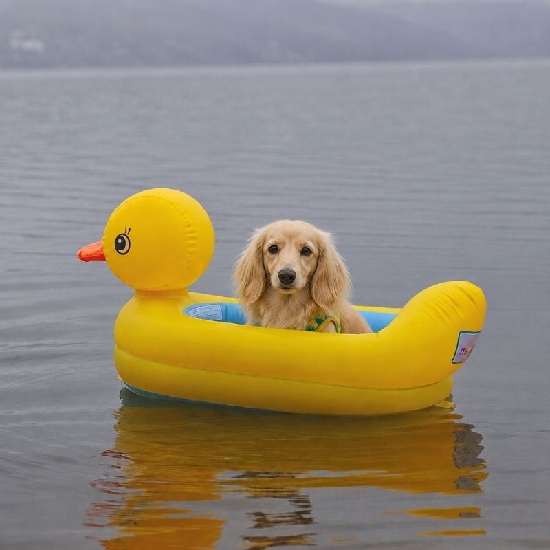 Dachshund Duck Float floating