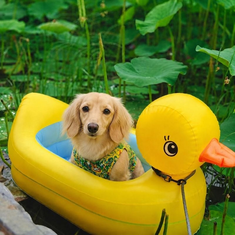 Dachshund Duck Float splash pool