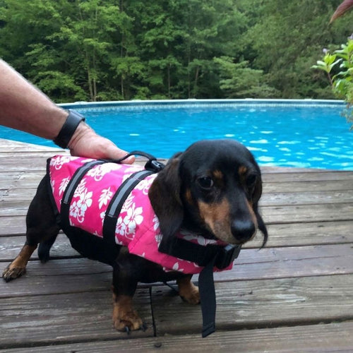 Dachshund Flower Life Jacket
