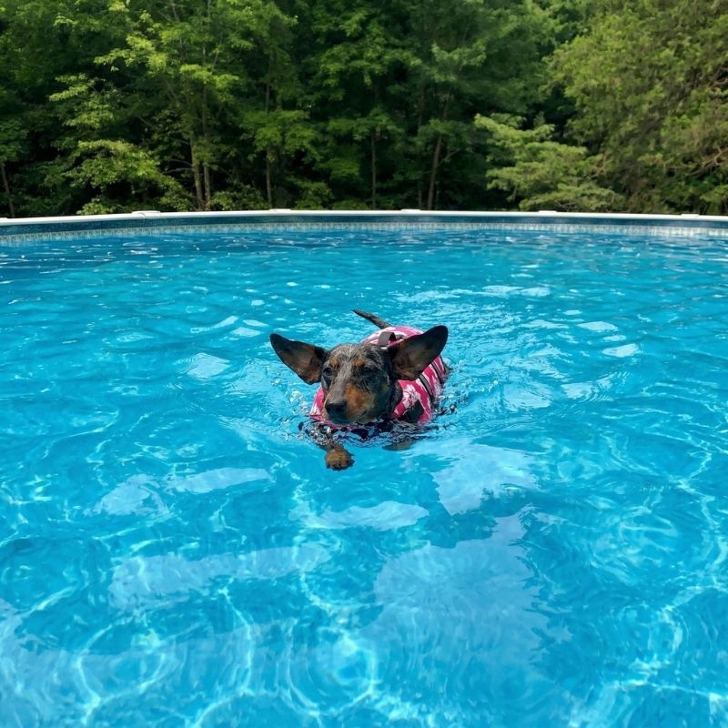 Dachshund Flower Life Jacket