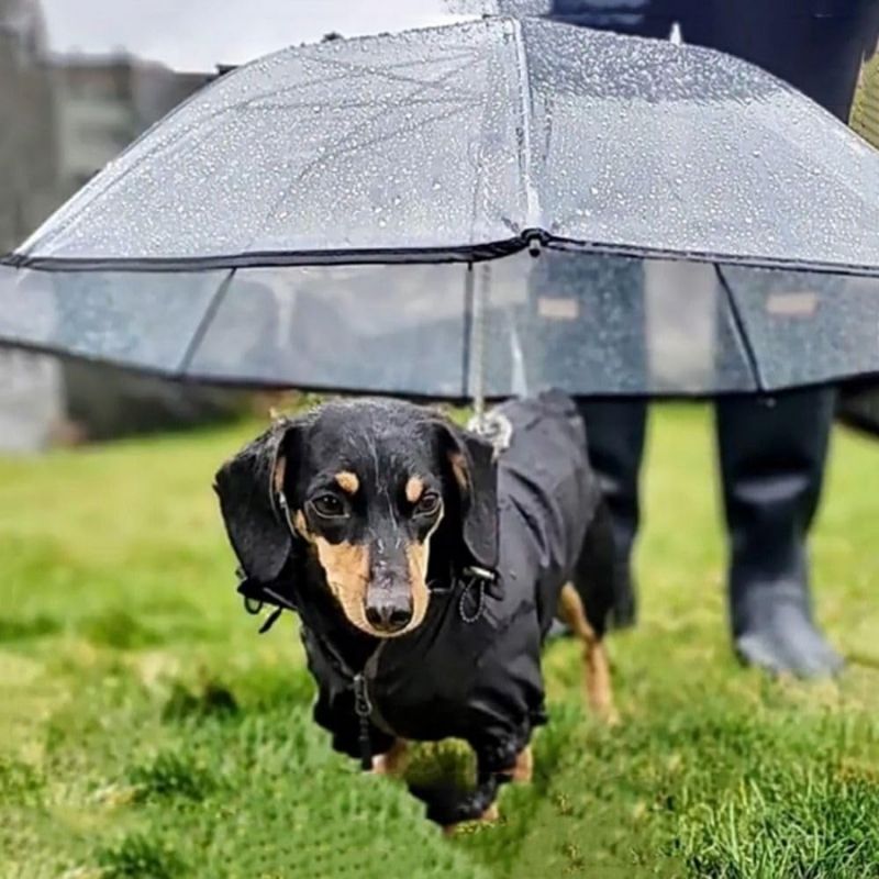 Dackel Leine mit Regenschirm