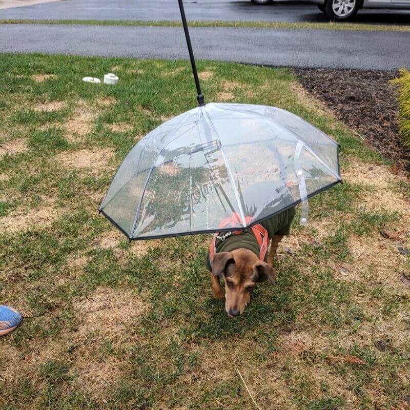 Dackel Leine mit Regenschirm