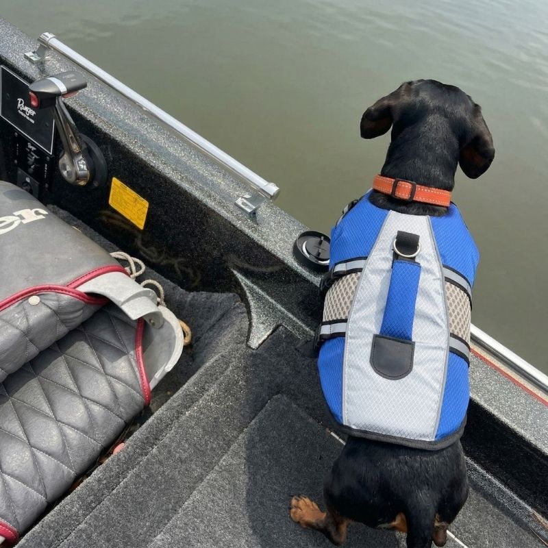 Dachshund Life Jacket
