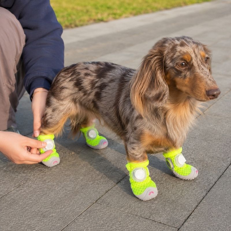 Dachshund Mesh Sneakers on dachshund