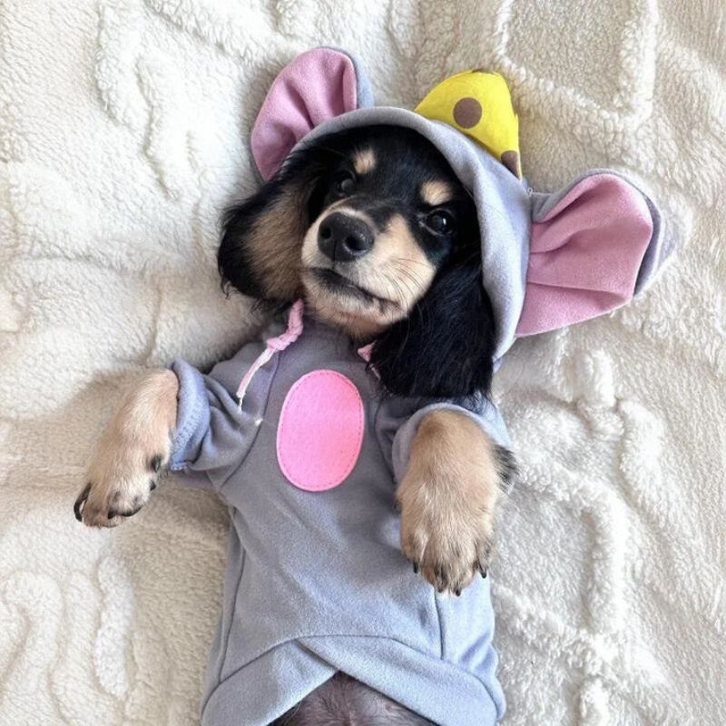 Sudadera Ratón para Perros Salchicha
