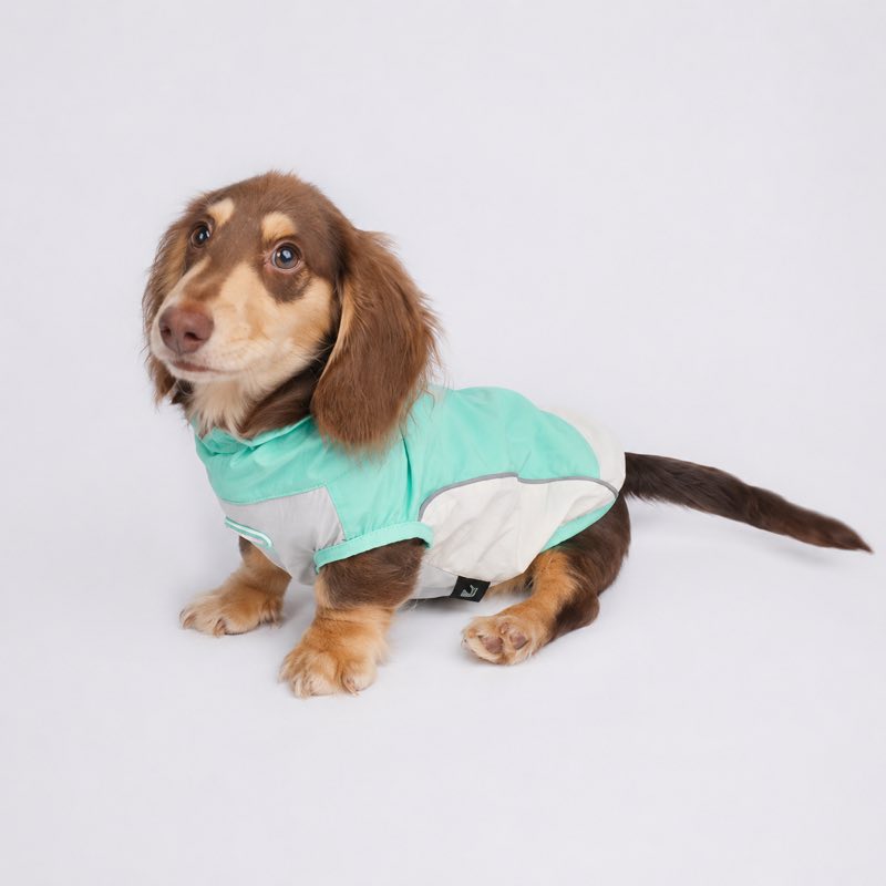 Dachshund Outdoor Reflective Vest