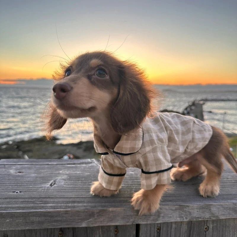 Dachshund Karohemd für Hunde