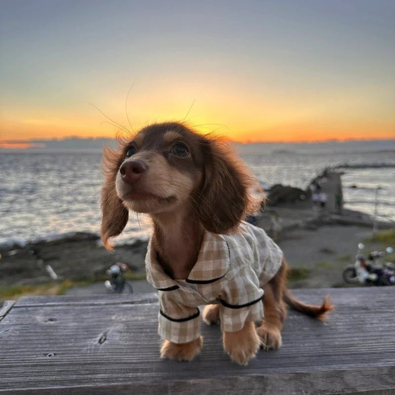 Dachshund Karohemd für Hunde