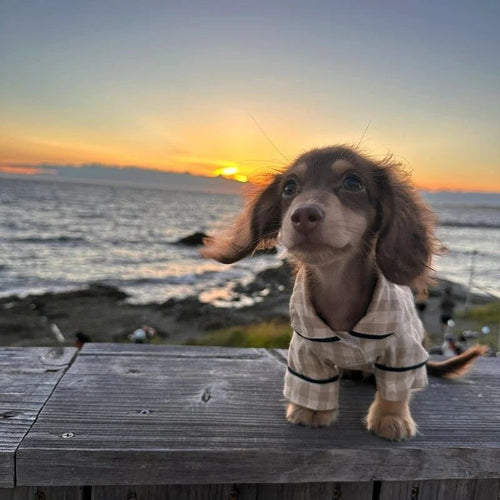 Dachshund Karohemd für Hunde