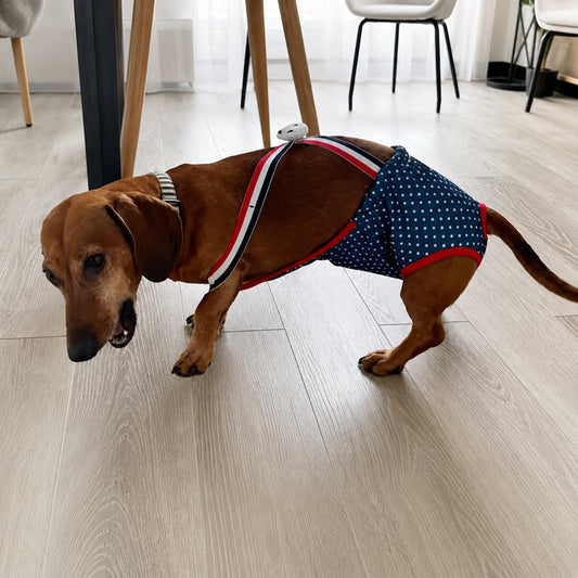 Dachshund wearing Blue Star sanitary diaper pants