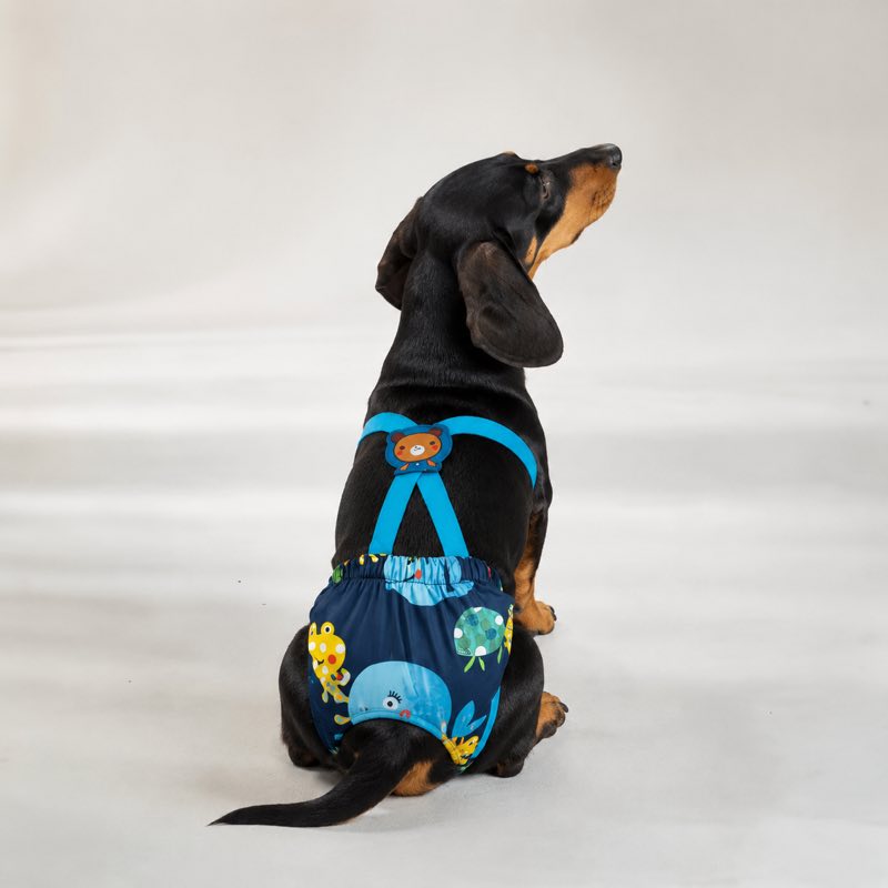 Dachshund wearing Navy sanitary diaper pants
