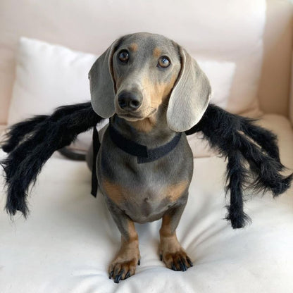 Dachshund Spider Costume