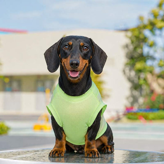 Dachshund wearing green summer sport mesh vest, front view