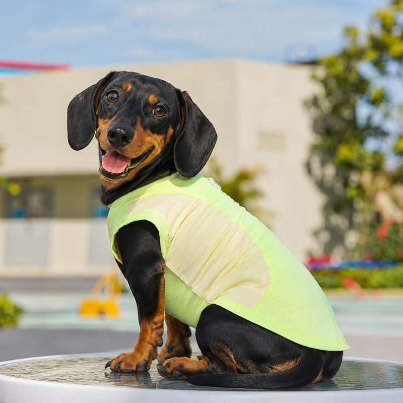 Dachshund wearing green summer sport mesh vest, side view