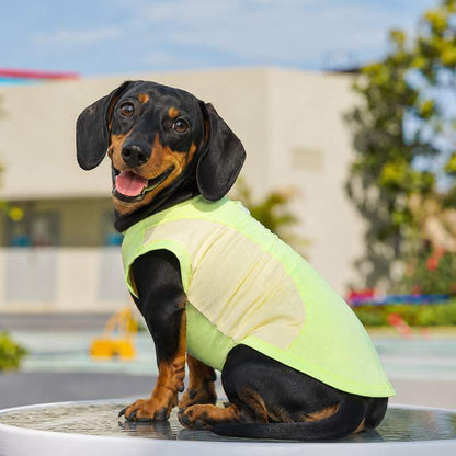 Dachshund wearing green summer sport mesh vest, side view