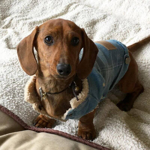 Dackel Jeansjacke mit Fell