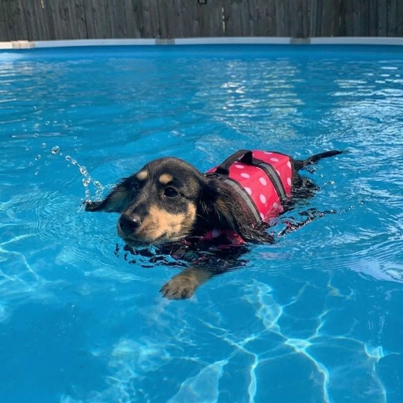 Doxie Dot Life Jacket