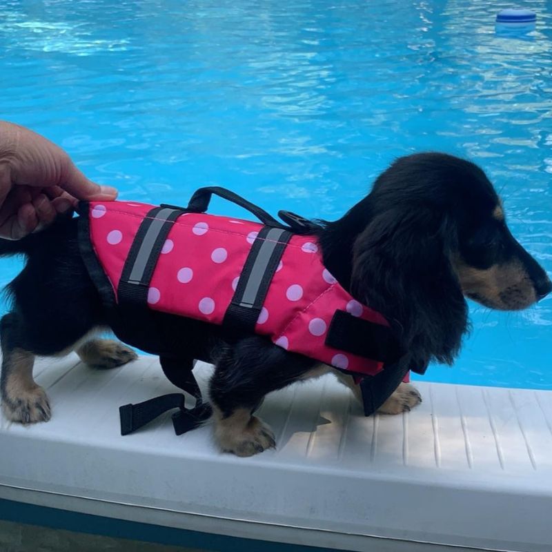 Doxie Dot Life Jacket