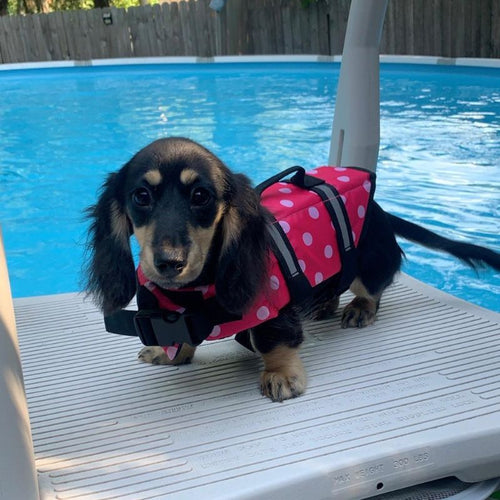 Doxie Dot Life Jacket